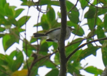 Bay-ringed Tyrannulet