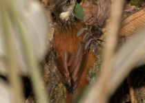 Bay-vented Plumeleteer