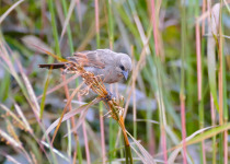 Bay-winged Cowbird