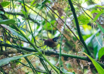 Bay Wren