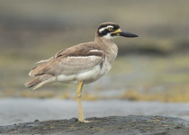 Beach Thick-knee