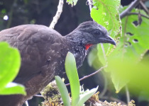 Bearded Guan