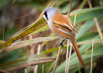 Bearded Reedling