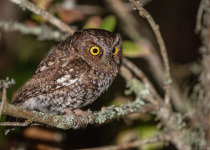Bearded Screech Owl
