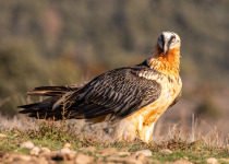 Bearded Vulture
