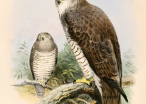 Beaudouin's Snake Eagle