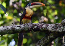 Beauharnais's Toucan