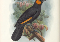 Beautiful Fruit Dove