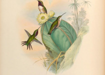 Beautiful Hummingbird