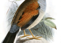 Beautiful Inca-Finch