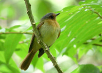 Beautiful Nephelomyias