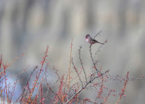 Beautiful Rosefinch