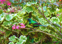Beautiful Sunbird
