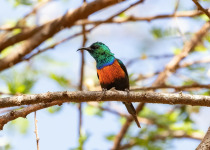 Beautiful Sunbird