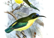 Beautiful Sunbird
