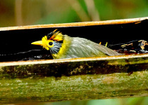 Beautiful Woodpecker