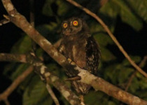 Beccari's Scops Owl
