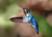 Bee Hummingbird