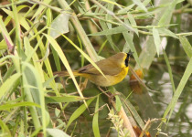 Belding's Yellowthroat