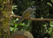 Belford's Melidectes