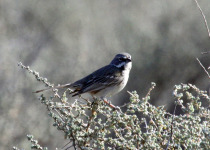 Bell's Sparrow