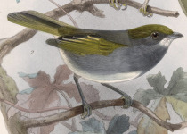 Bell's Vireo