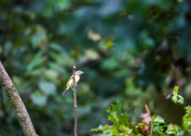Bell's Vireo
