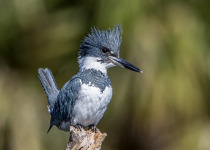 Belted Kingfisher