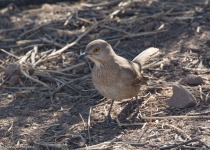 Bendire's Thrasher