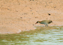 Bengal Bush Lark