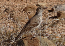 Benguela Long-billed Lark