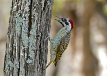Bennett's Woodpecker