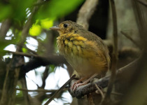 Berlepsch's antpitta
