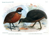 Berlepsch's Tinamou
