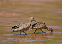 Bernier's teal