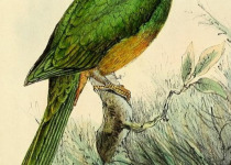Bernstein's Fruit Dove