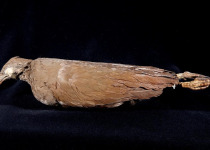 Bernstein's megapode