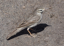 Berthelot's Pipit