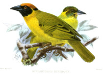Bertrand's weaver