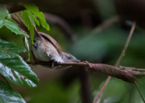 Beverly's Spinetail