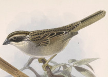 Bewick's Wren