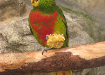 Biak Red Lory
