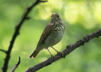 Bicknell's Thrush