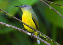 Bicolored Spiderhunter