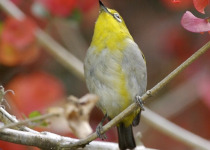 Bismarck White-eye