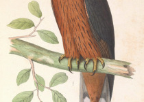 Black-and-chestnut Eagle