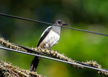 Black-and-cinnamon Fantail