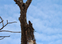 Black-and-red Broadbill