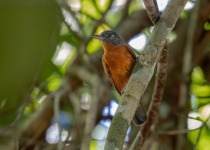 Black-and-white Antbird