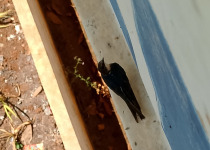 Black-and-white Antbird